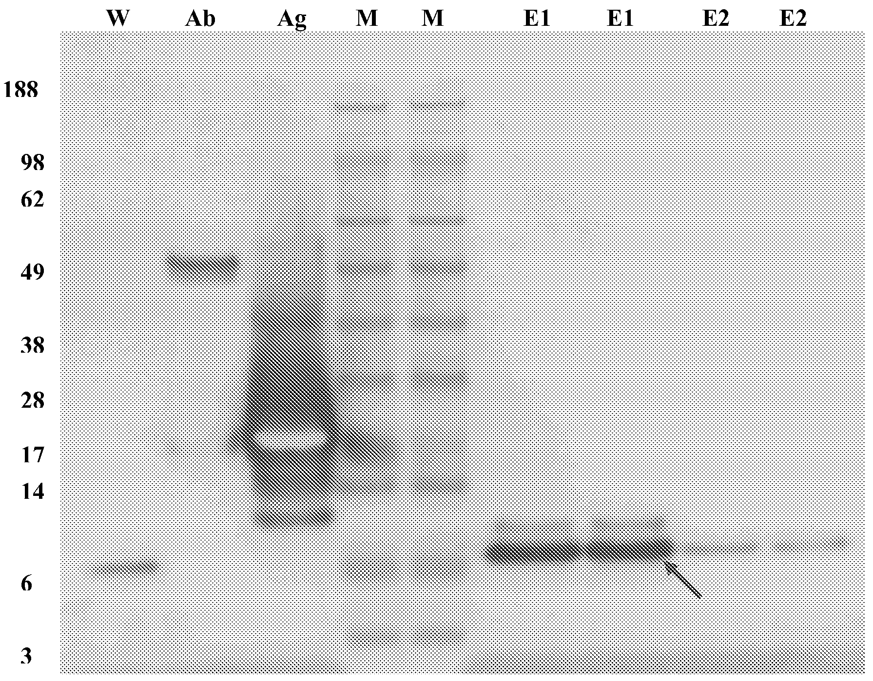 papilloma hátsó icd 10
