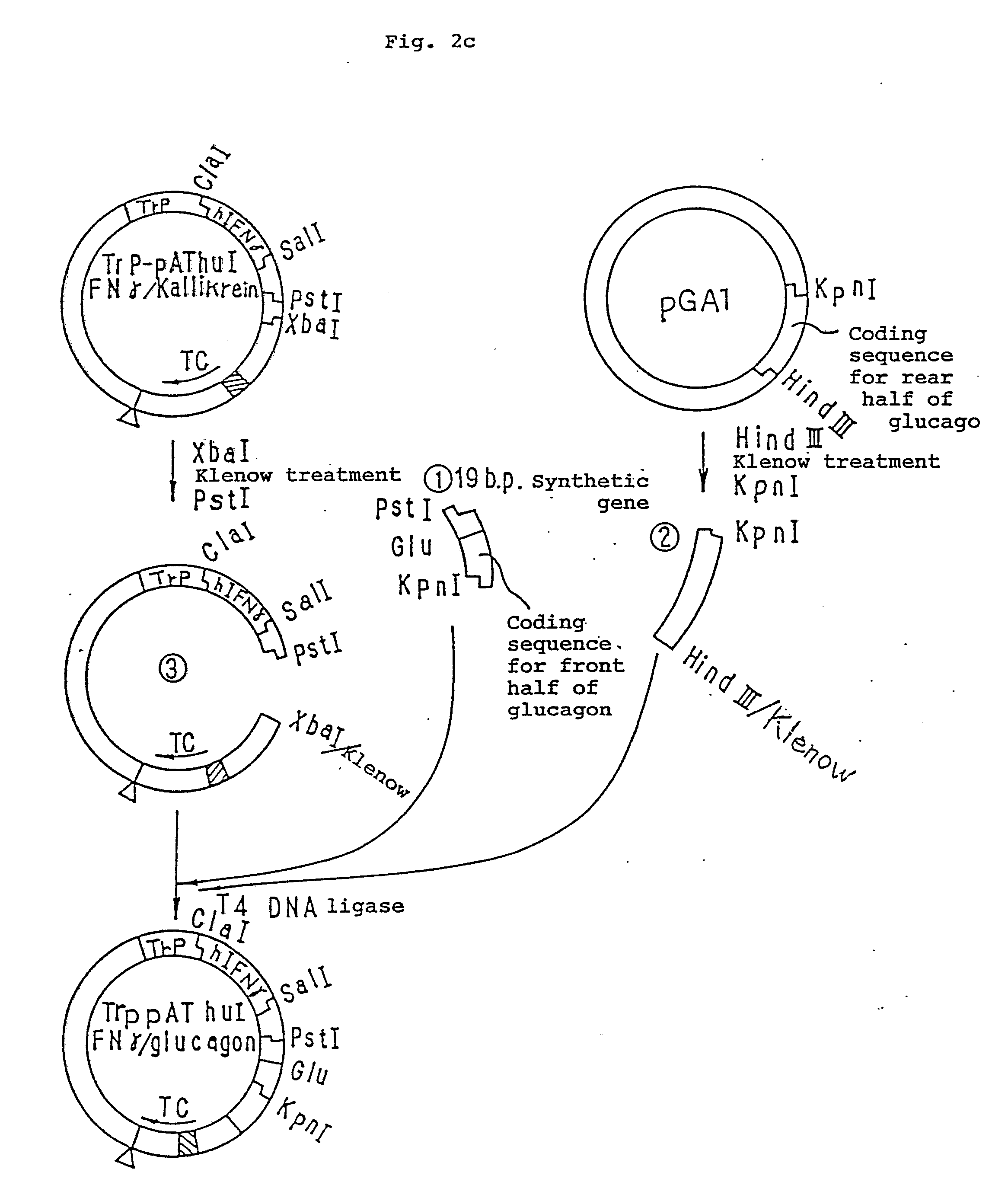 a method for the production of glucagon