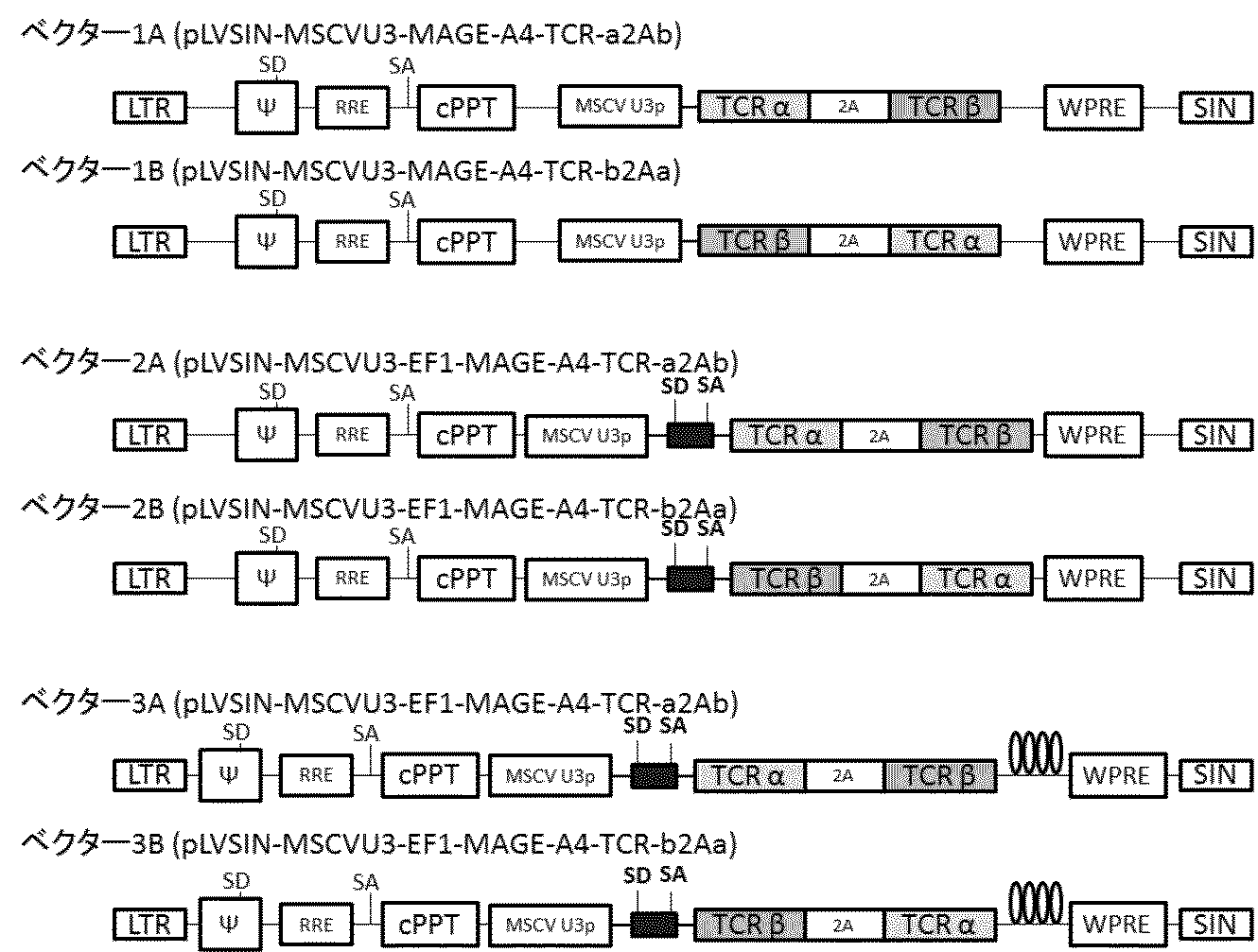 wo2012157743a1 外来性sd saを有するレトロウイルスベクター google patents
