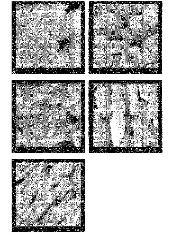 Figure 2007169083