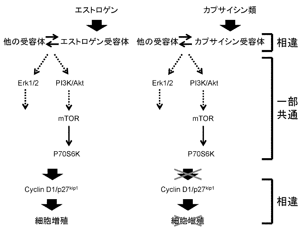 Jp2015093836a エストロゲン様活性物質 Google Patents