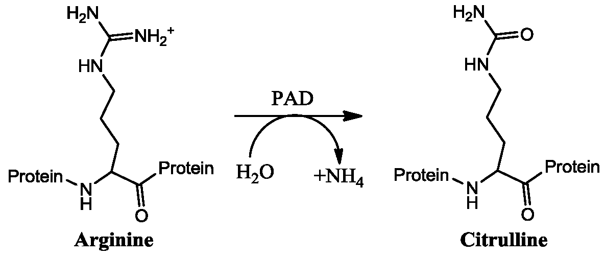 WO2017027967A1 - Inhibitors of peptidyl arginine deiminase (pad ...
