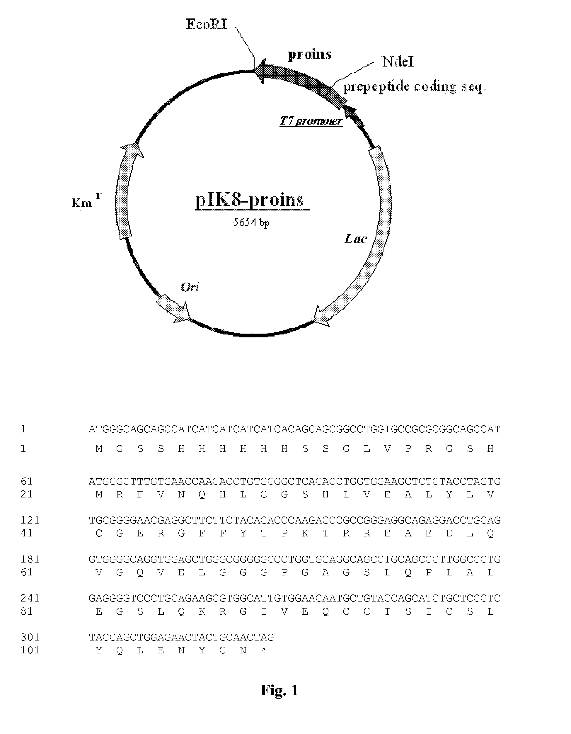 producing human recombinant insulin