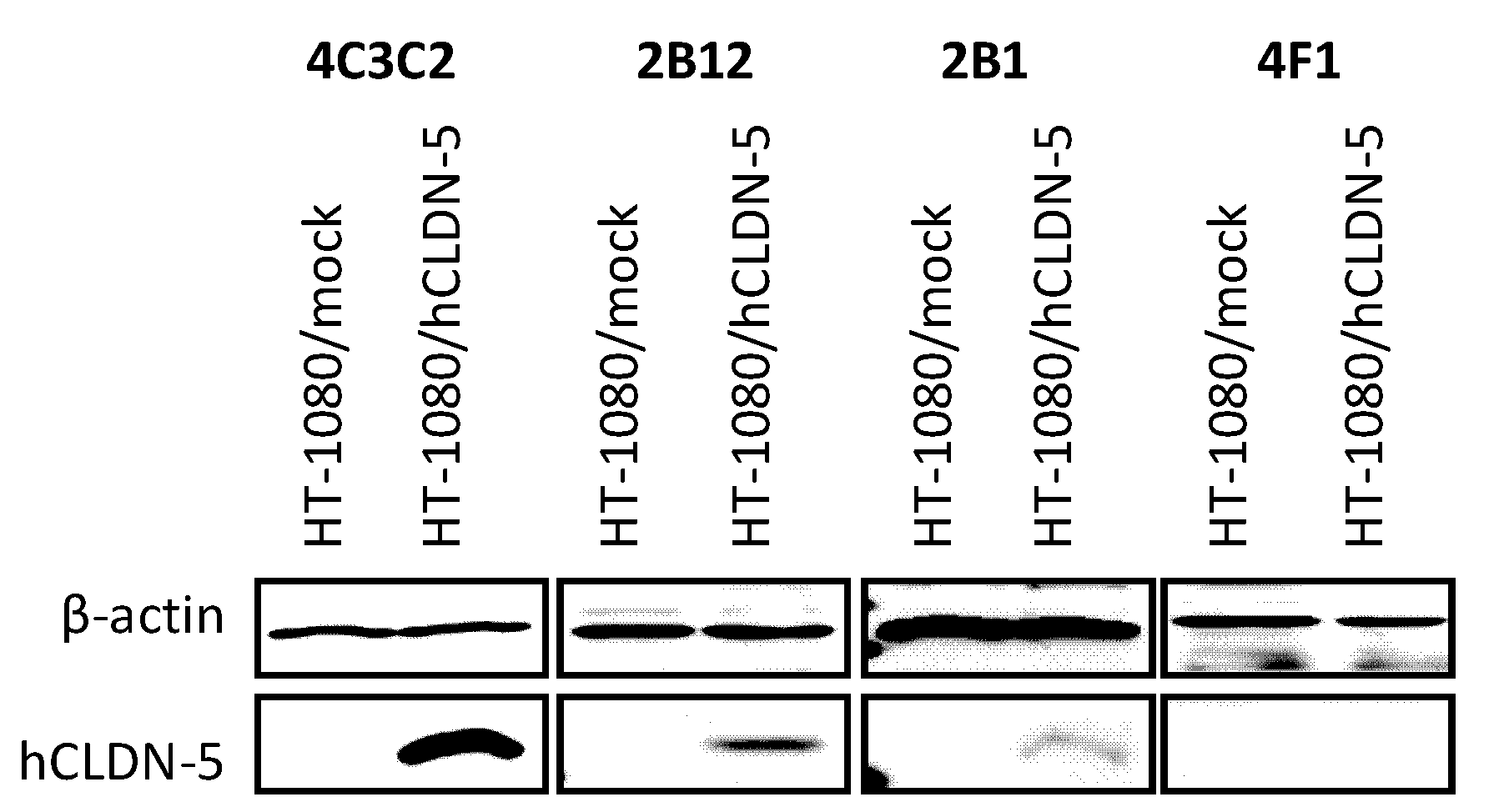 Woa1 Claudin 5 Antibody And Medicine Containing Said Antibody Google Patents