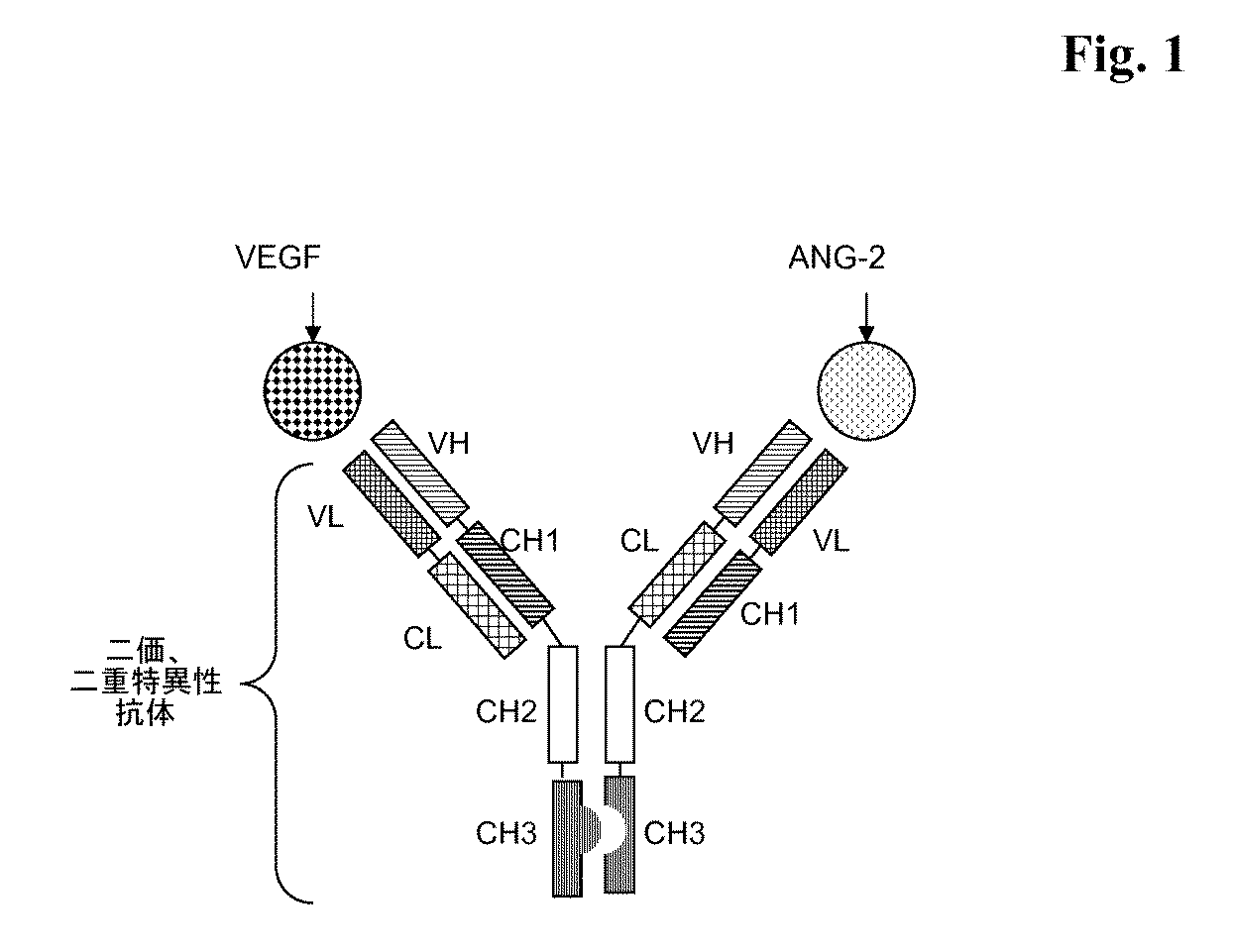 Jp5707482b2 Bispecific Bivalent Anti Vegf Anti Ang 2 Antibody Google Patents