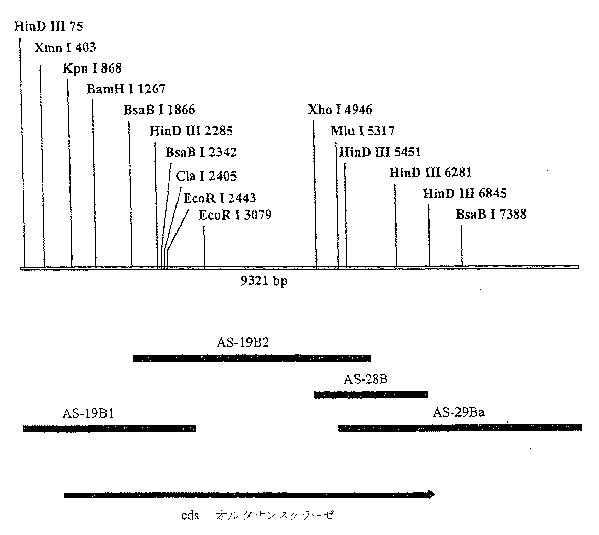 Jpb2 オルタナンスクラーゼをコードする核酸分子 Google Patents