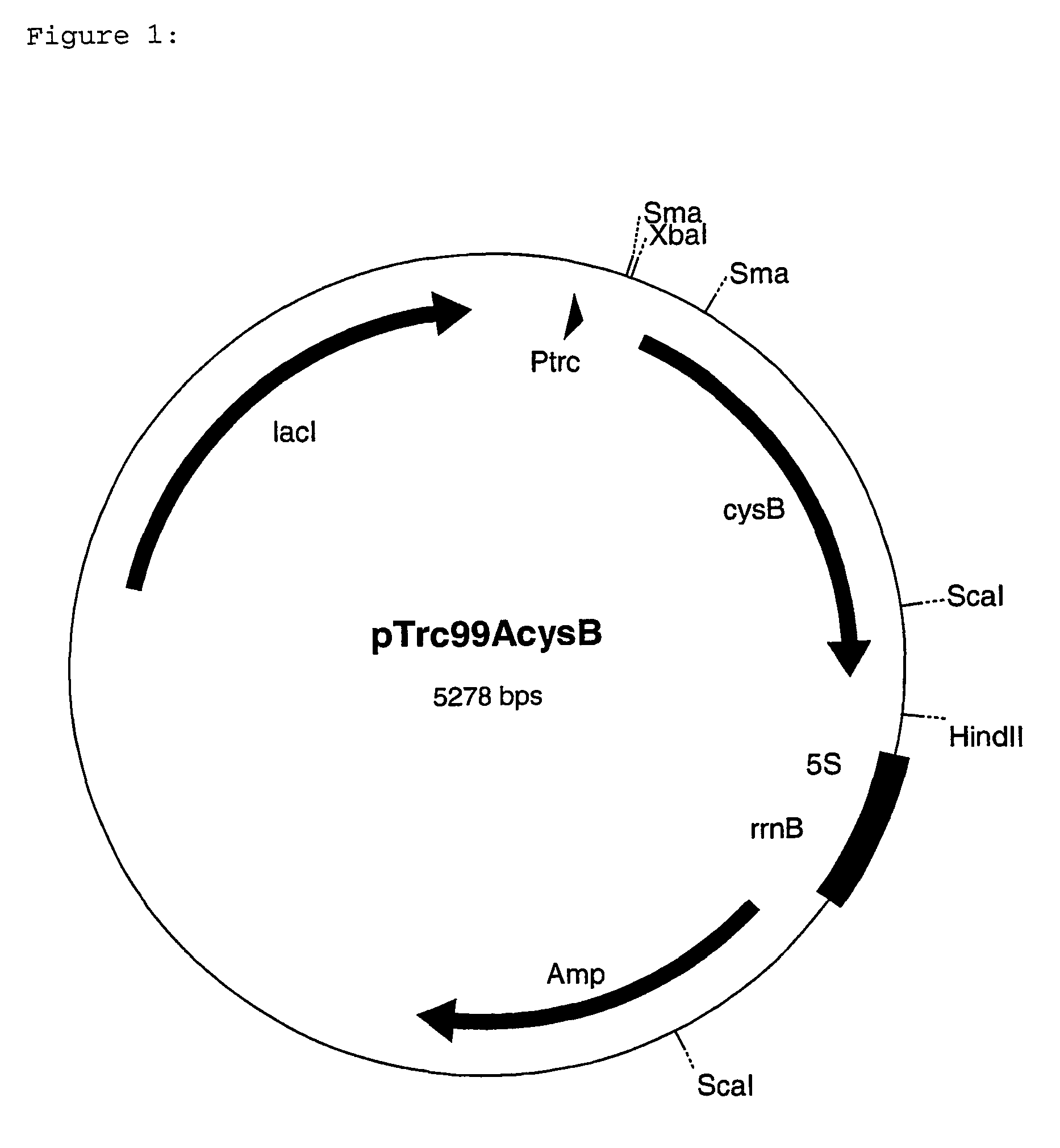 Ep1404855b1 Process For The Preparation Of L Threonine Using