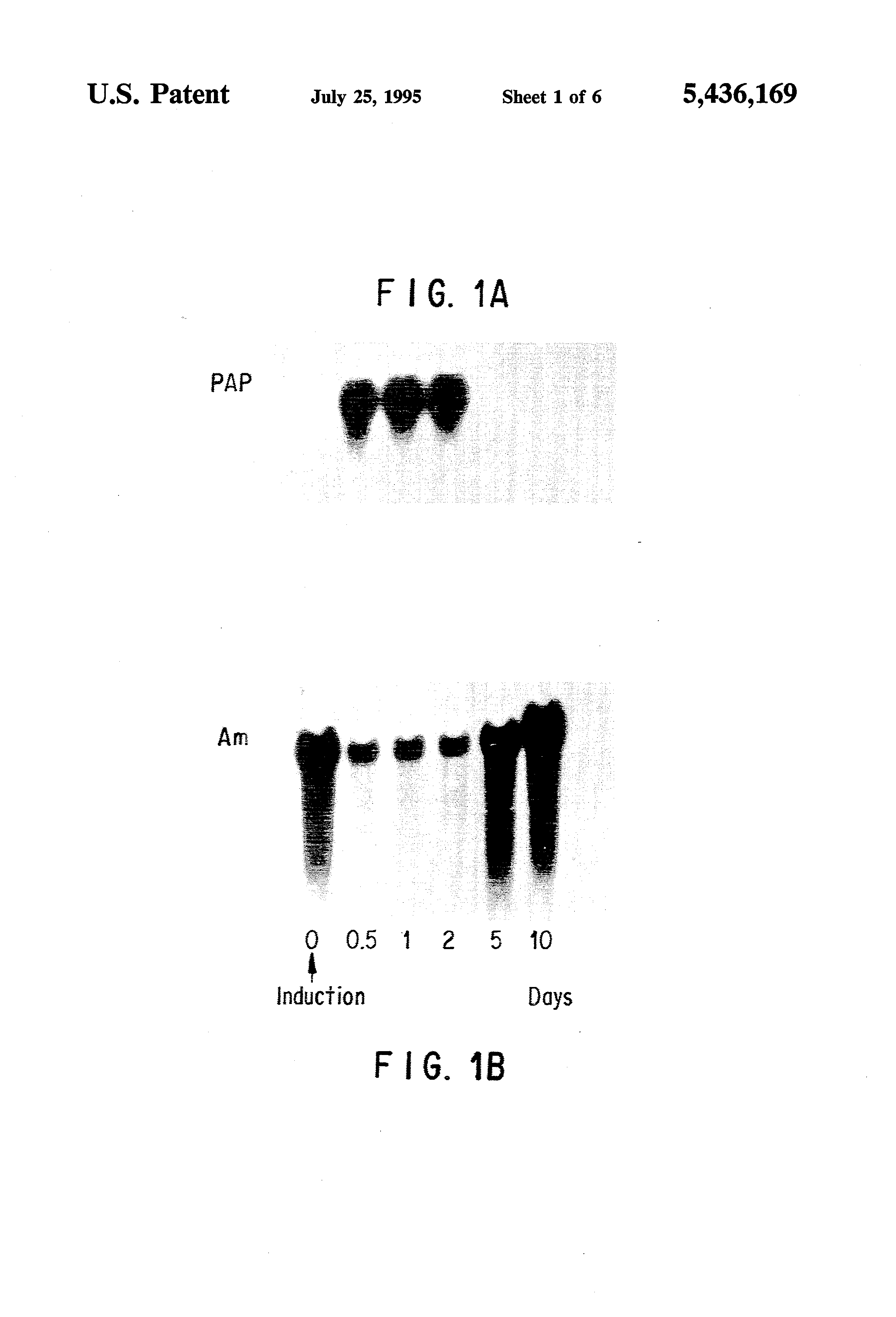protein associated with acute pancreatitis agents for the