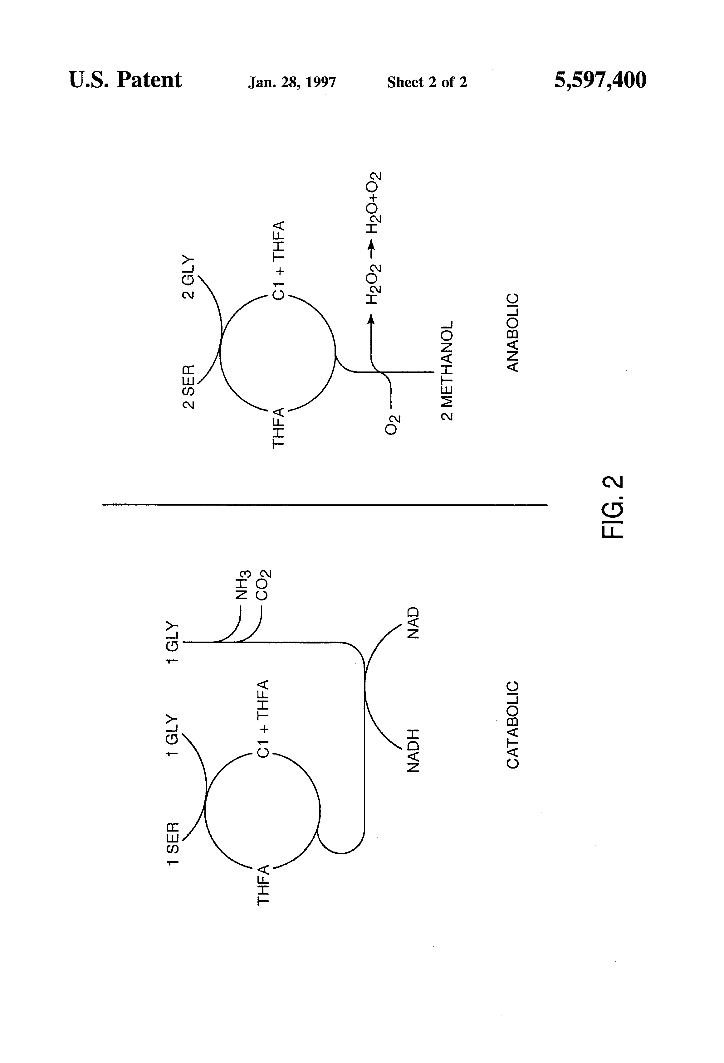 methods and compositions for enhancing carbon fixation in plants