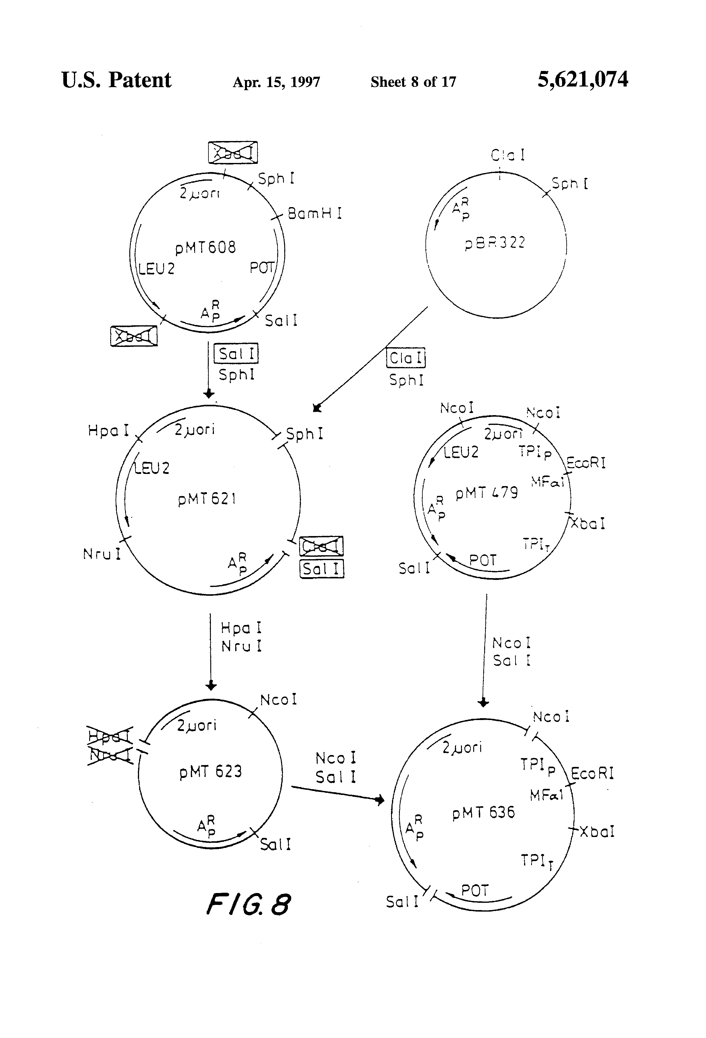serine protease inhibitor; reduced nephrotoxicity, stability and