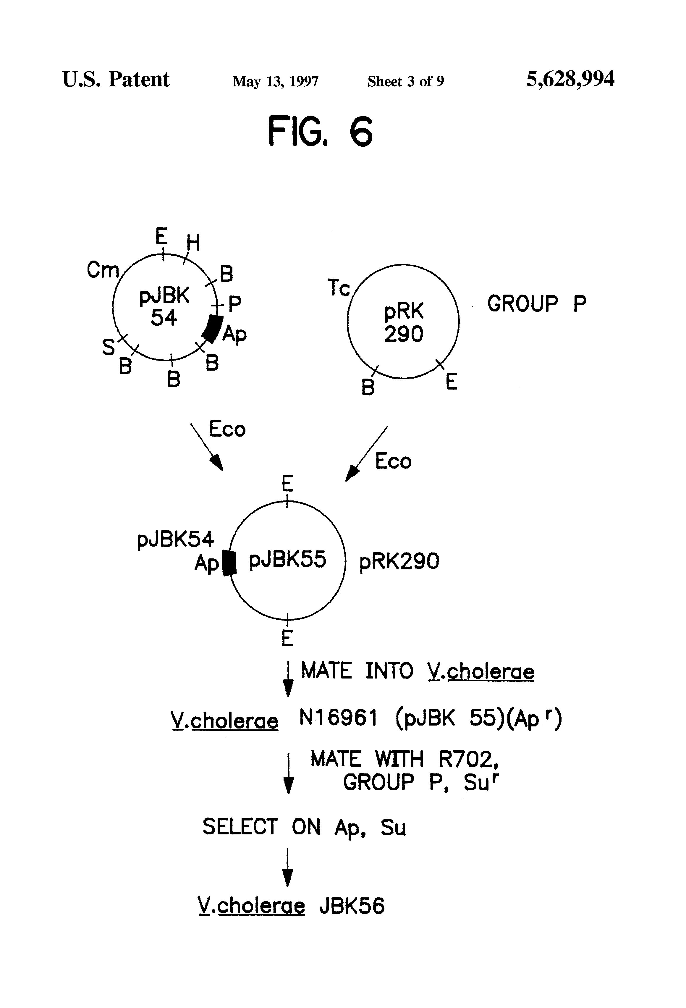 vibrio cholerae strain cvd103hg.sup.