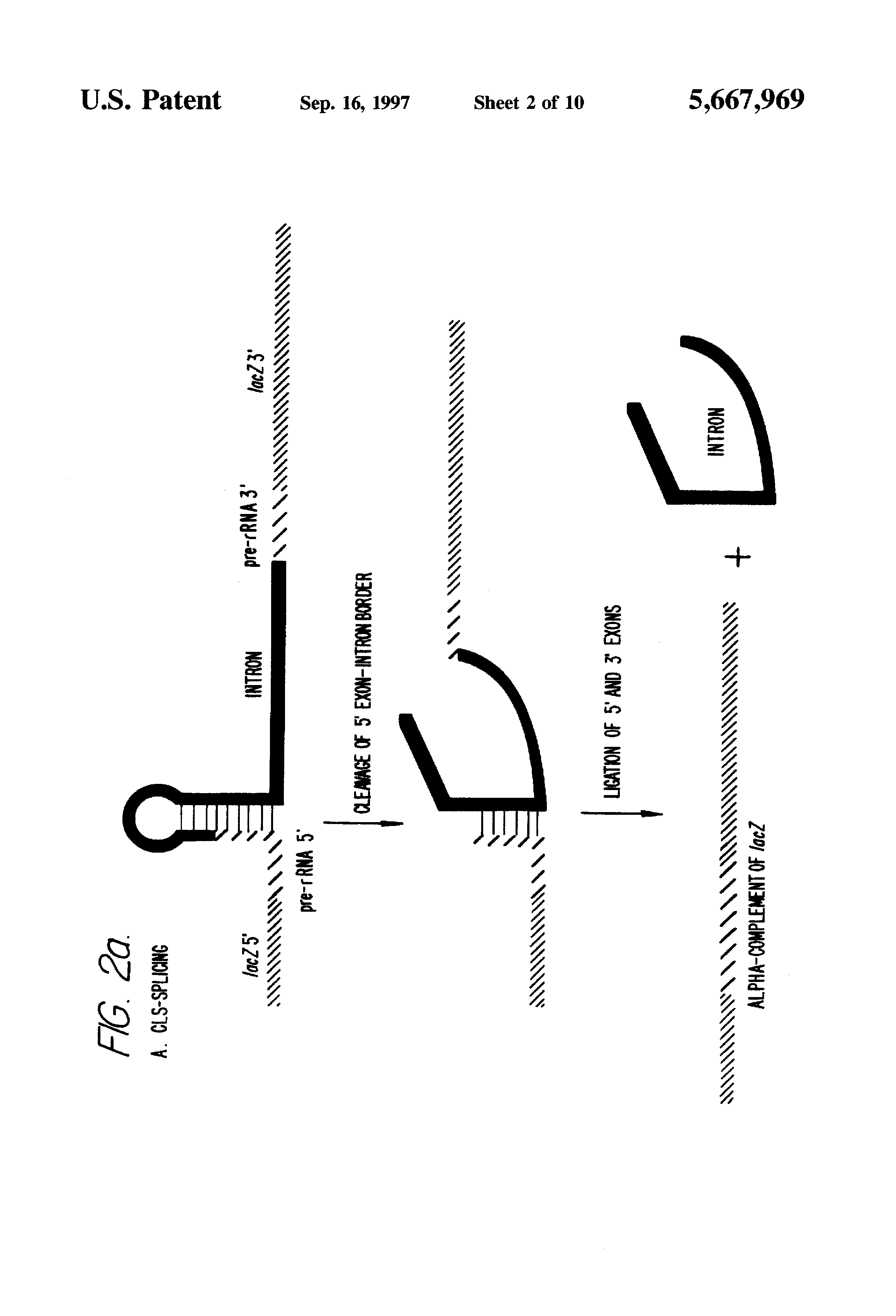 alteration of sequence of a deleterious target molecule by