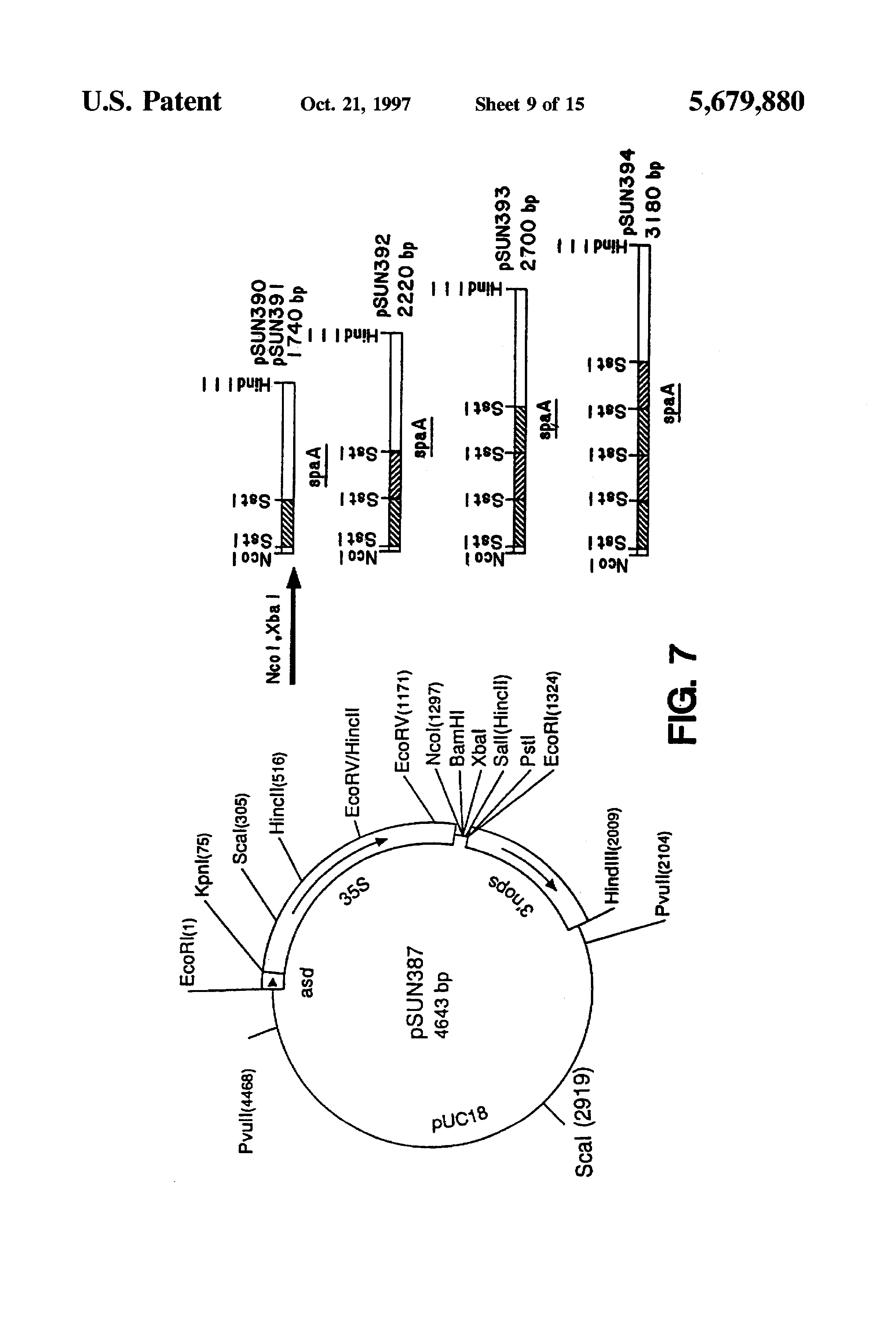 oral immunization by transgenic plants