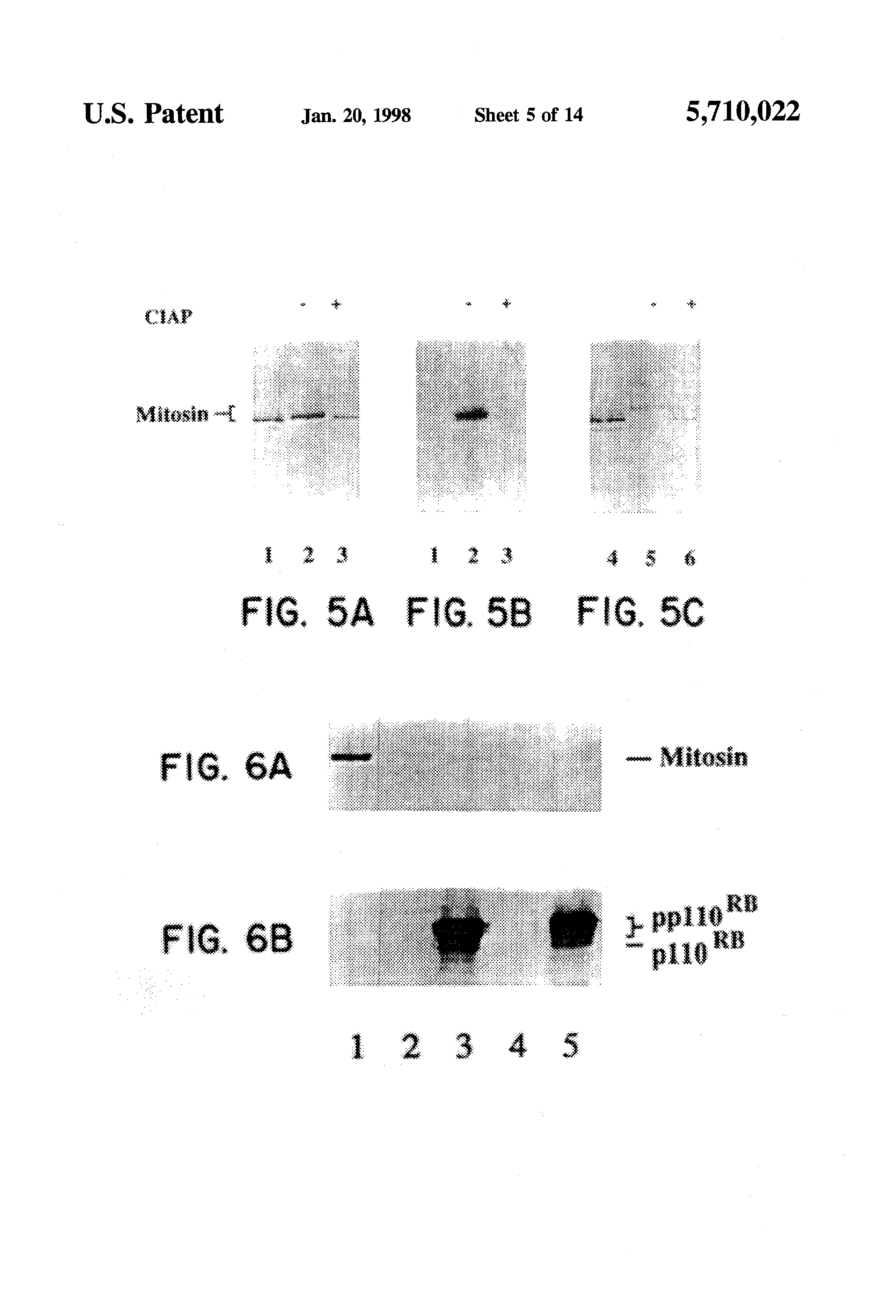 nuclear mitotic phosphoprotein