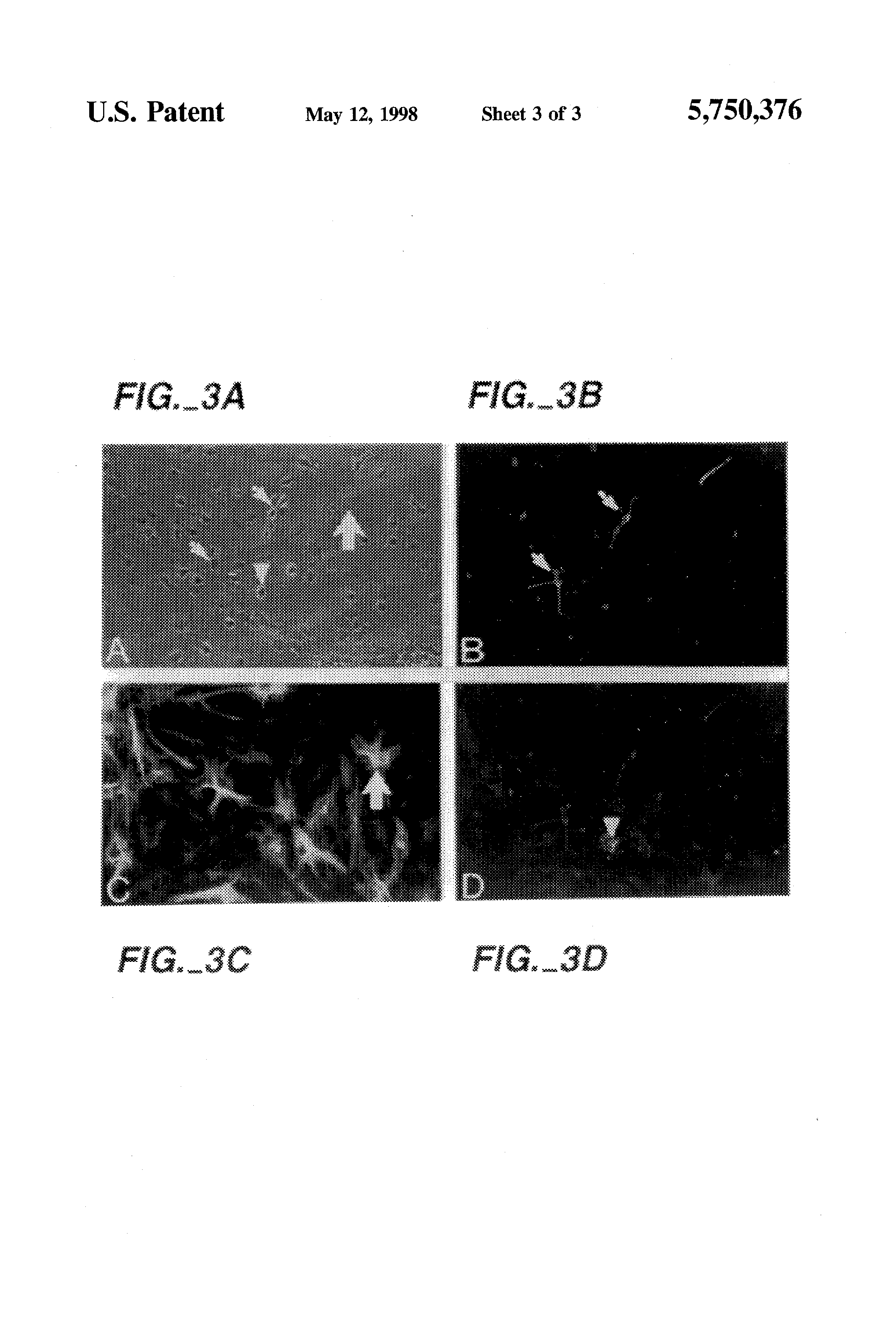 Customized Cell Separation