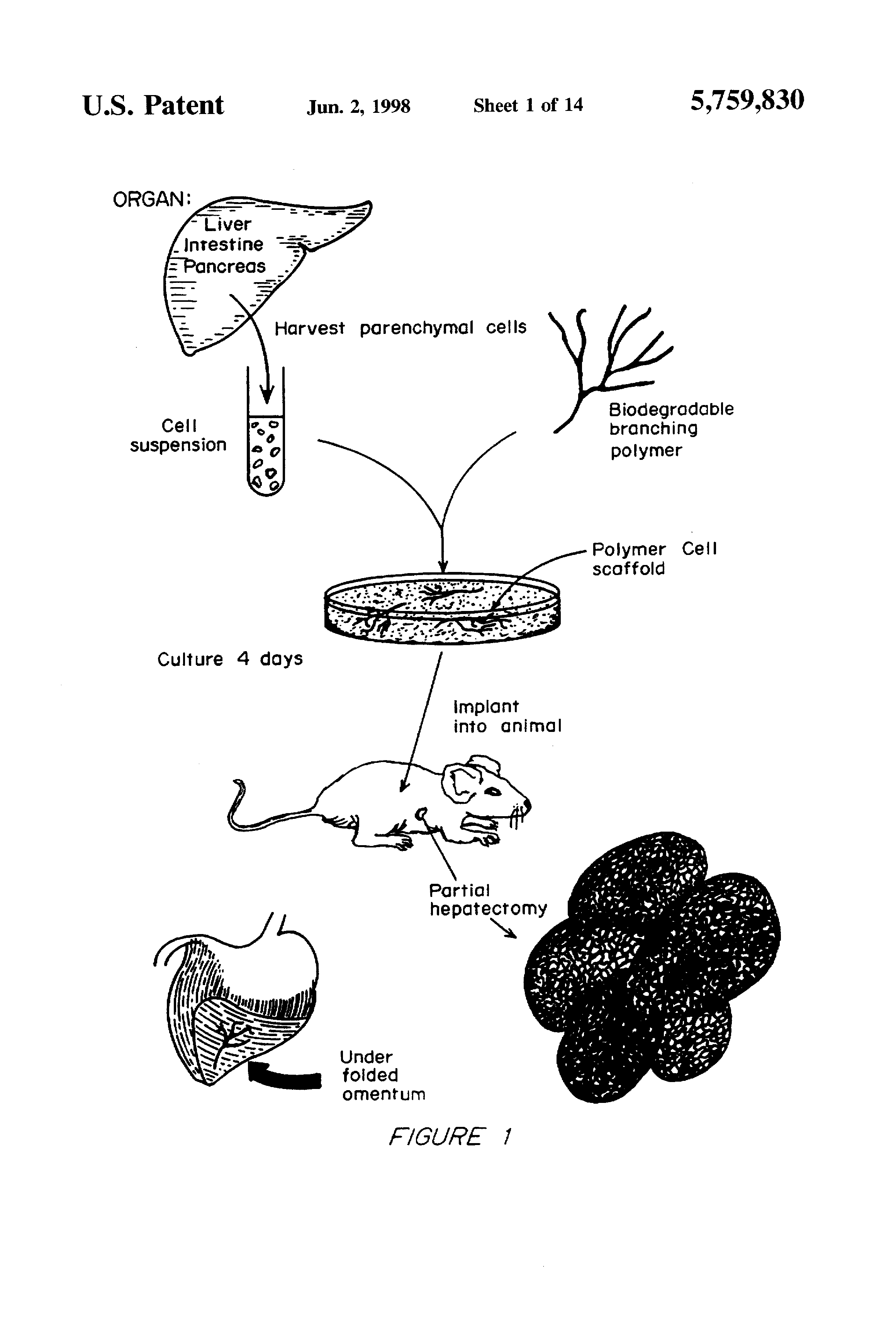 fibrous scaffolds fibrous scaffolds
