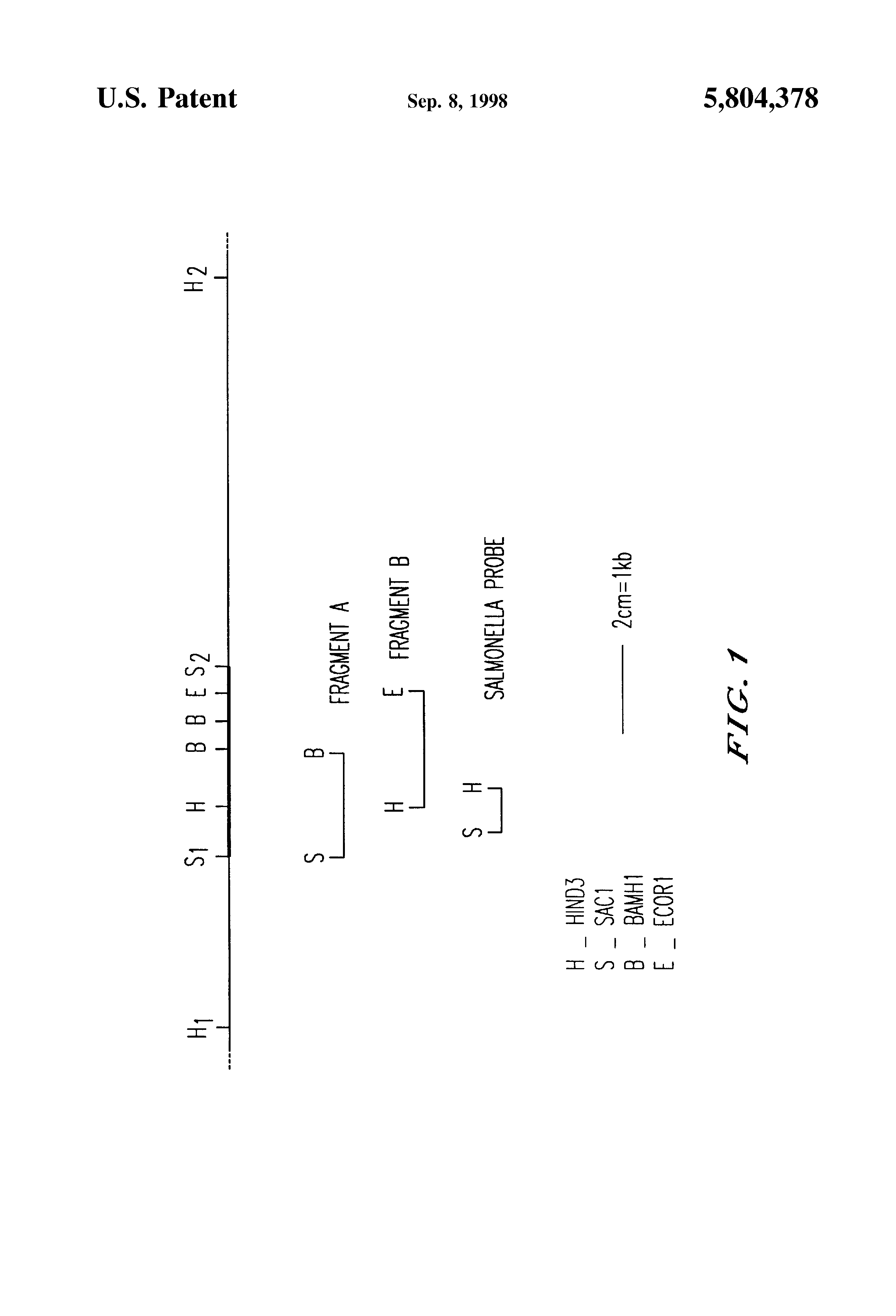 acid sequences derived from the genome of salmonella typhi, and