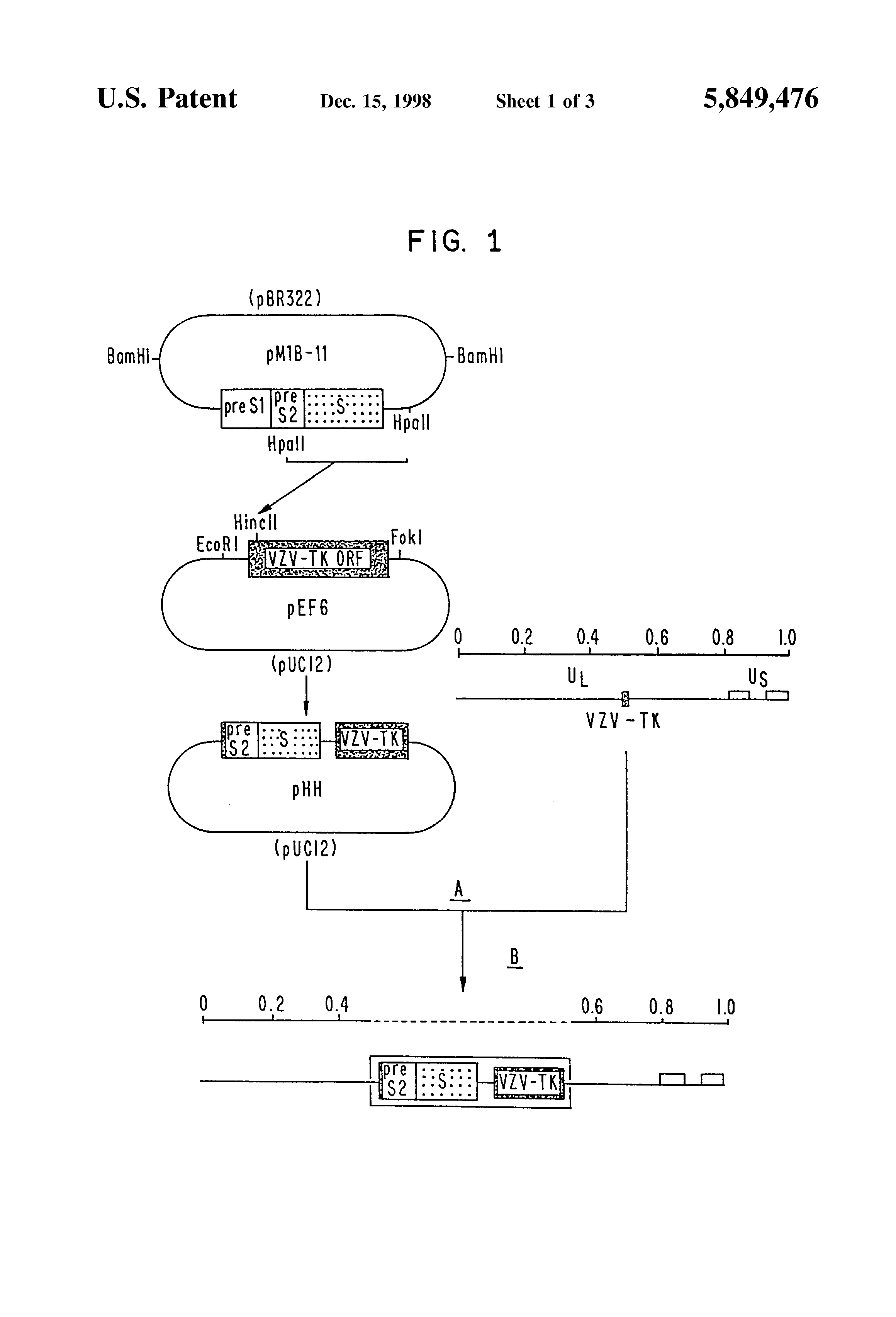 recombinant varicella-zoster virus and process for constructing