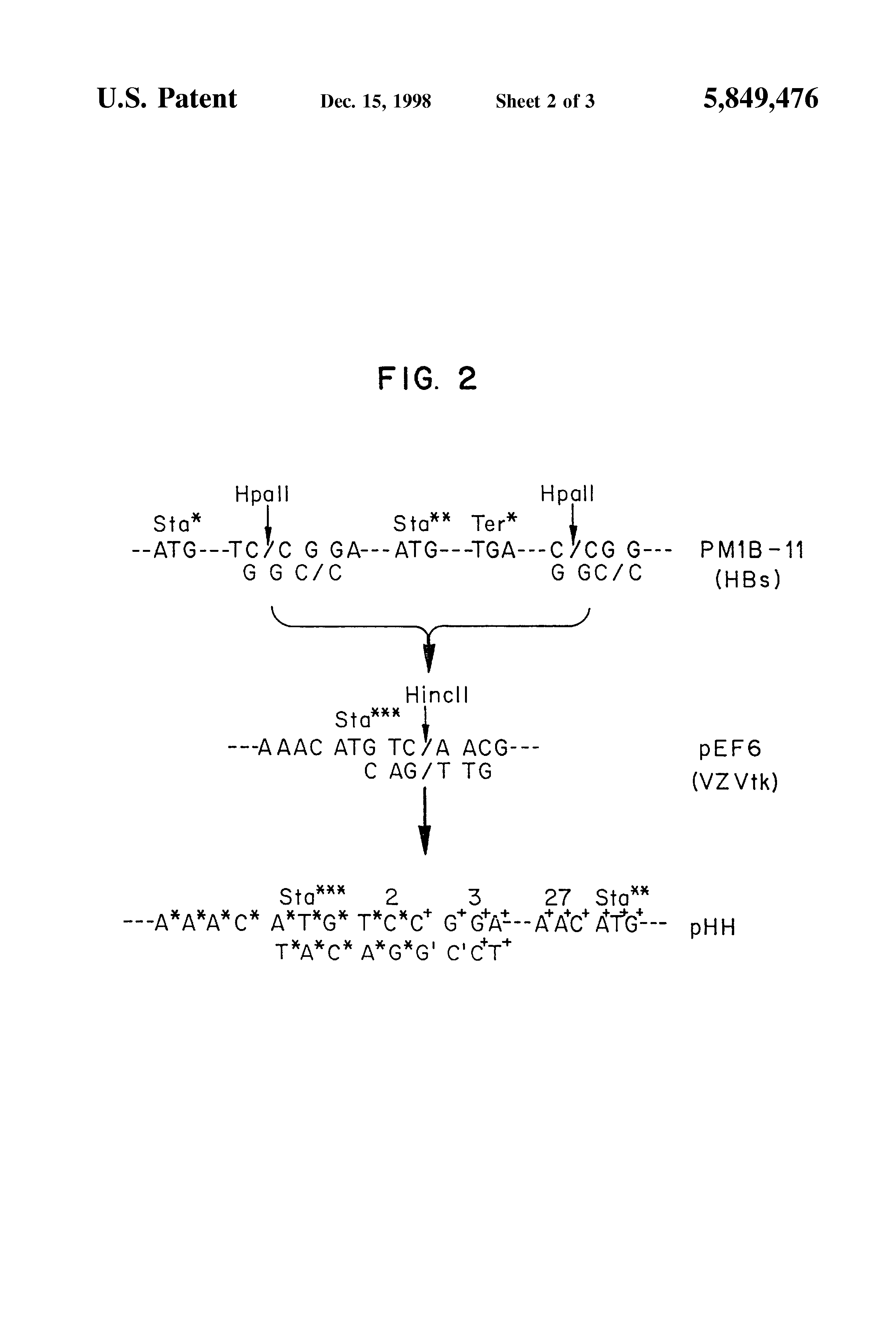 recombinant varicella-zoster virus and process for constructing