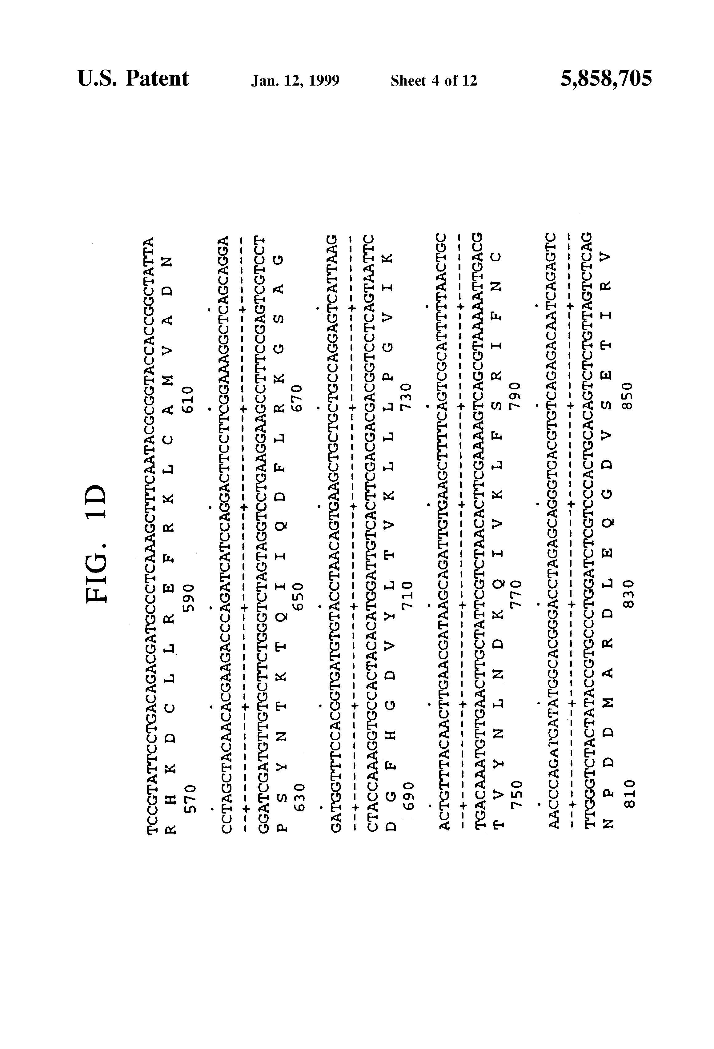 Patent US5858705 - Polynucleotides encoding human DNA ligase III and