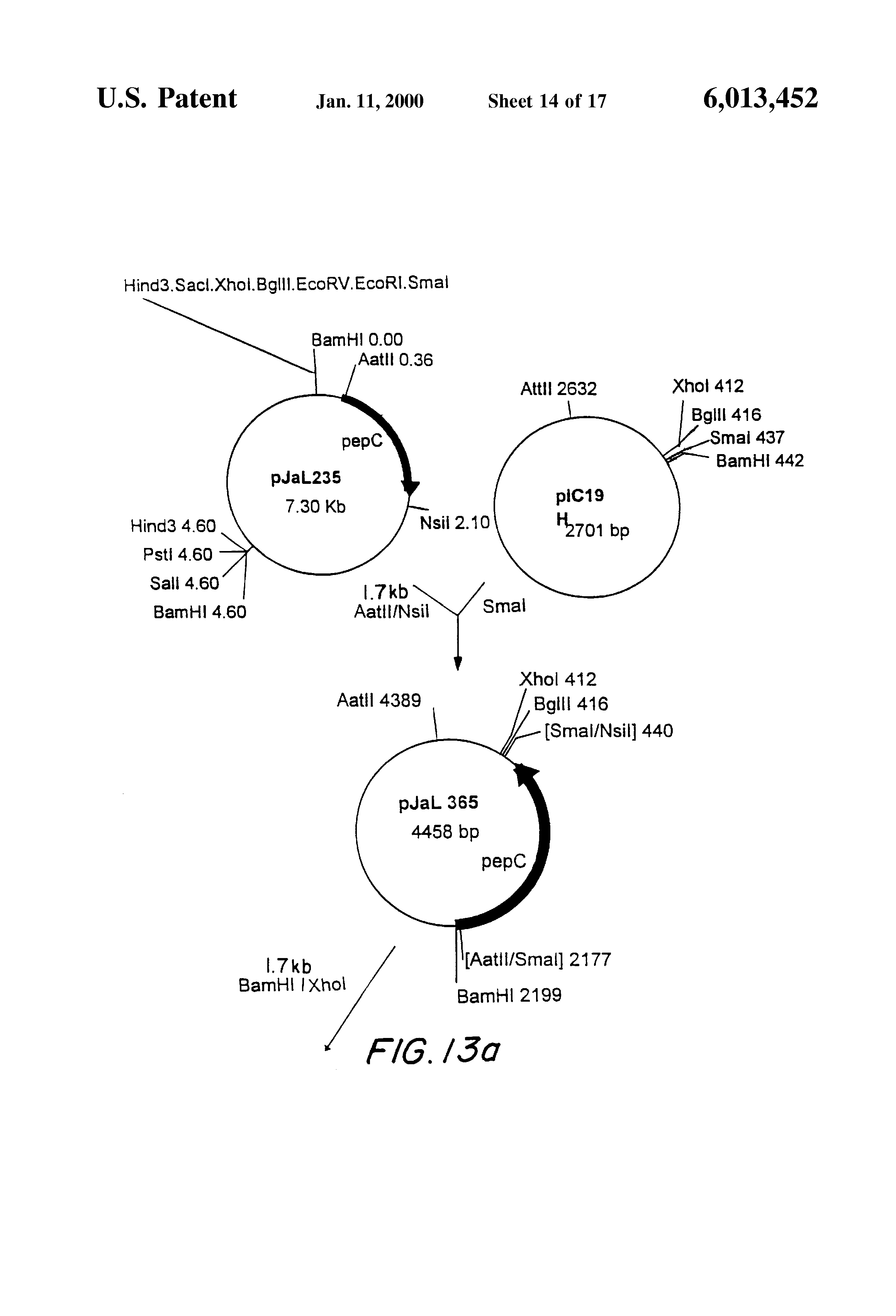 fungi such as aspergillus oryzae which do not produce proteases