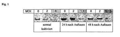 Verfahren zum Einfrieren und Lagern von Zellen